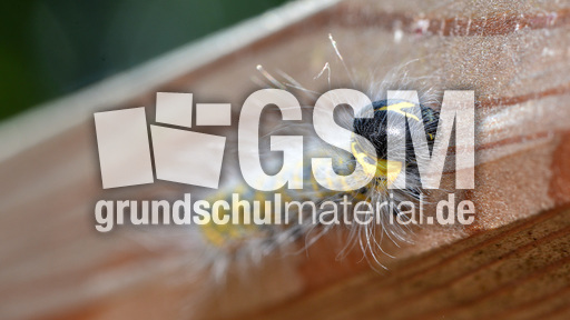 Raupe des Mondvogels (4).jpg